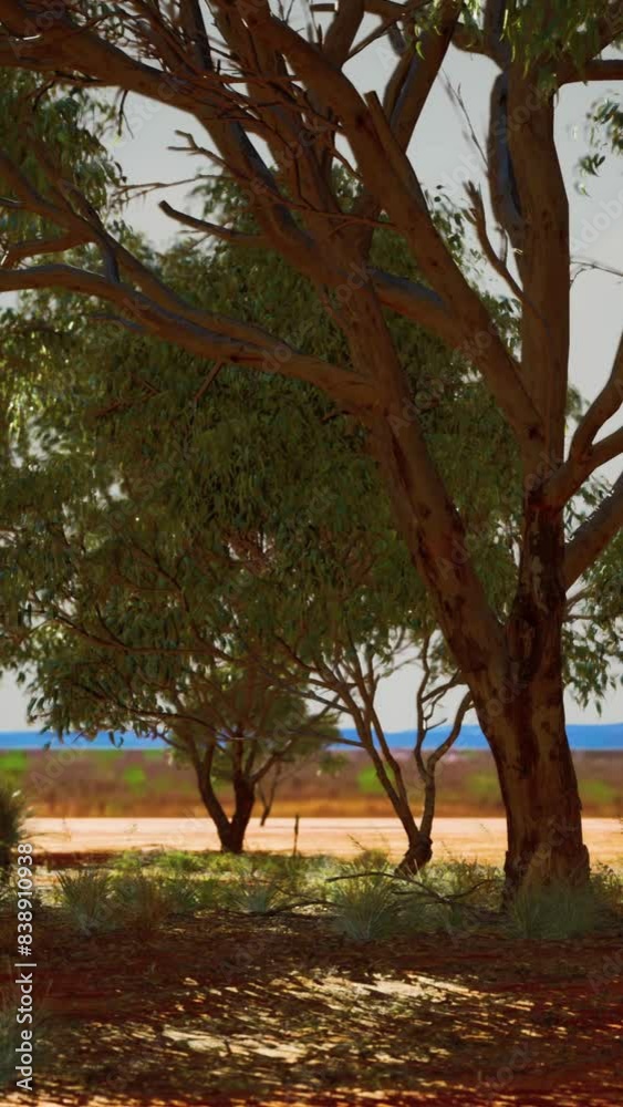 dry african savannah with trees dry african savannah with trees