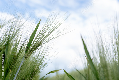 green grass in the wind