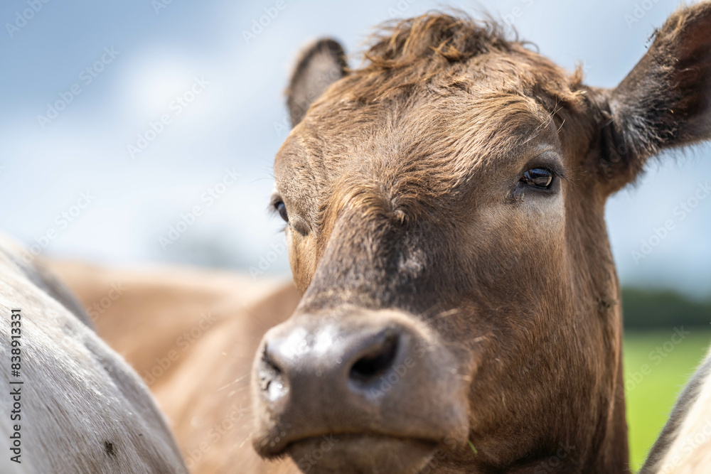 Beef cows and calves grazing on grass on a beef cattle farm in Australia. breeds include murray grey, angus and wagyu Beef cows and calves grazing on grass on a beef cattle farm in Australia. breeds include murray grey, angus and wagyu