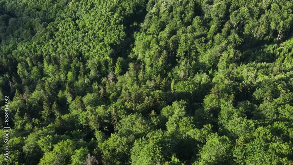 Drone shoot above colorful green texture in nature. Beautiful summer forest aerial top view. Mixed forest, green deciduous trees. Soft light in countryside woodland or park Drone shoot above colorful green texture in nature. Beautiful summer forest aerial top view. Mixed forest, green deciduous trees. Soft light in countryside woodland or park