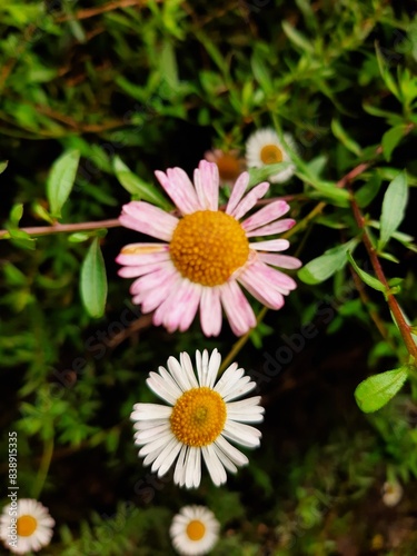 Pink and white Daisy flower, Couple flower