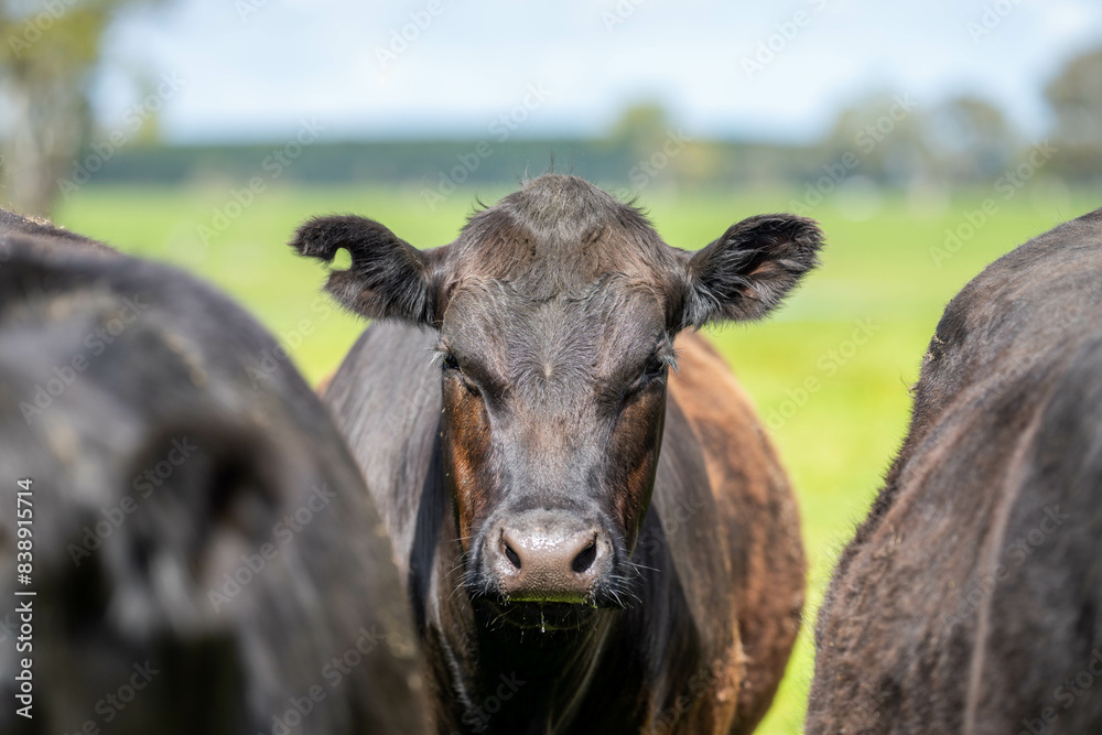 Stud Beef bulls, cows and calves grazing on grass in a field, in Australia. breeds of cattle include speckled park, murray grey, angus, brangus and wagyu on long pasture in spring and summer Stud Beef bulls, cows and calves grazing on grass in a field, in Australia. breeds of cattle include speckled park, murray grey, angus, brangus and wagyu on long pasture in spring and summer