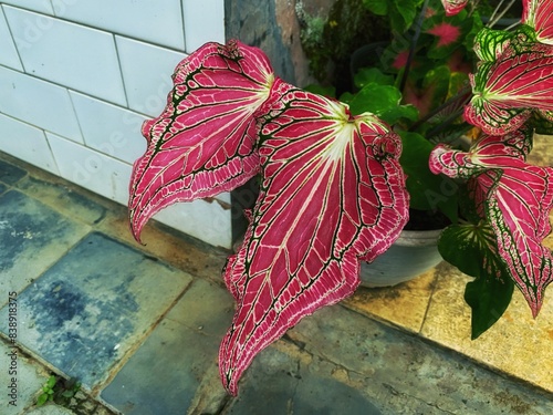 Caladium bicolor or Fancy Leaf Caladium or Artist's pallet or Elephant's ear or Angel Wings Plant or Keladi, Keladi Red Star. Beautiful green pink white spots of Caladium leaves. photo