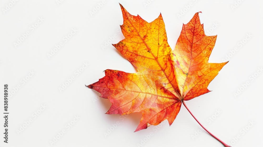 maple leaf Isolated on white background. concept of object nature for designer. maple leaf Isolated on white background. concept of object nature for designer.