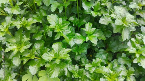 Wallpaper Mural background of green leaves Torontodigital.ca