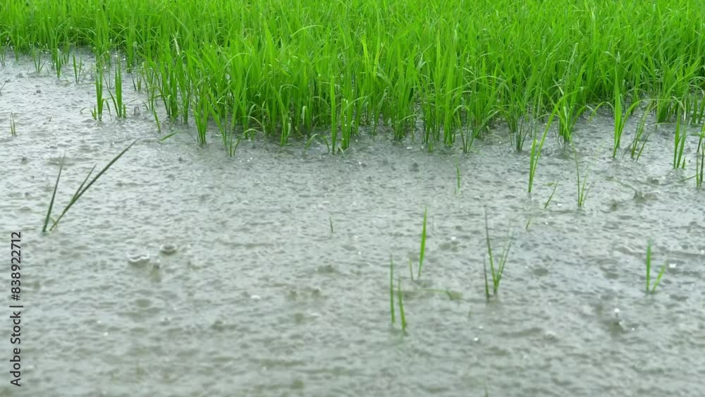 Green rice field filled with water due to heavy rain during rainy season. Green rice field filled with water due to heavy rain during rainy season.