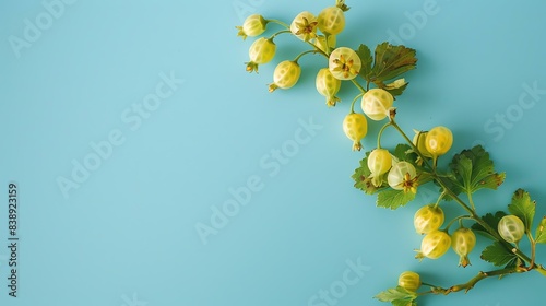 Green gooseberry branch with unripe berries on a blue background. close-up. photo