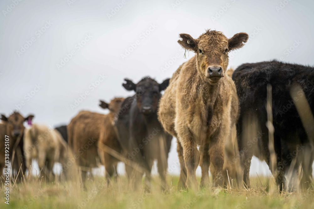 Obraz premium herd of big fat steers grazing on lush long green pasture in a field on a. beef cattle farm in Australia in spring, with regenerative native pasture