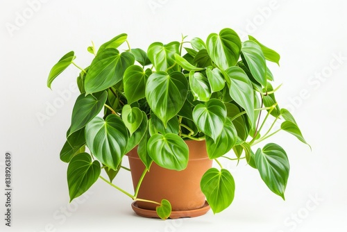 Heart-leaf Philodendron (Philodendron hederaceum)in Flowerpot Closeup, Philodendron Macro House Plant photo