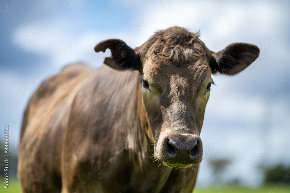 beautiful cattle in Australia eating grass, grazing on pasture. Herd of cows free range beef being regenerative raised on an agricultural farm. Sustainable farming of food crops. beautiful cattle in Australia eating grass, grazing on pasture. Herd of cows free range beef being regenerative raised on an agricultural farm. Sustainable farming of food crops.