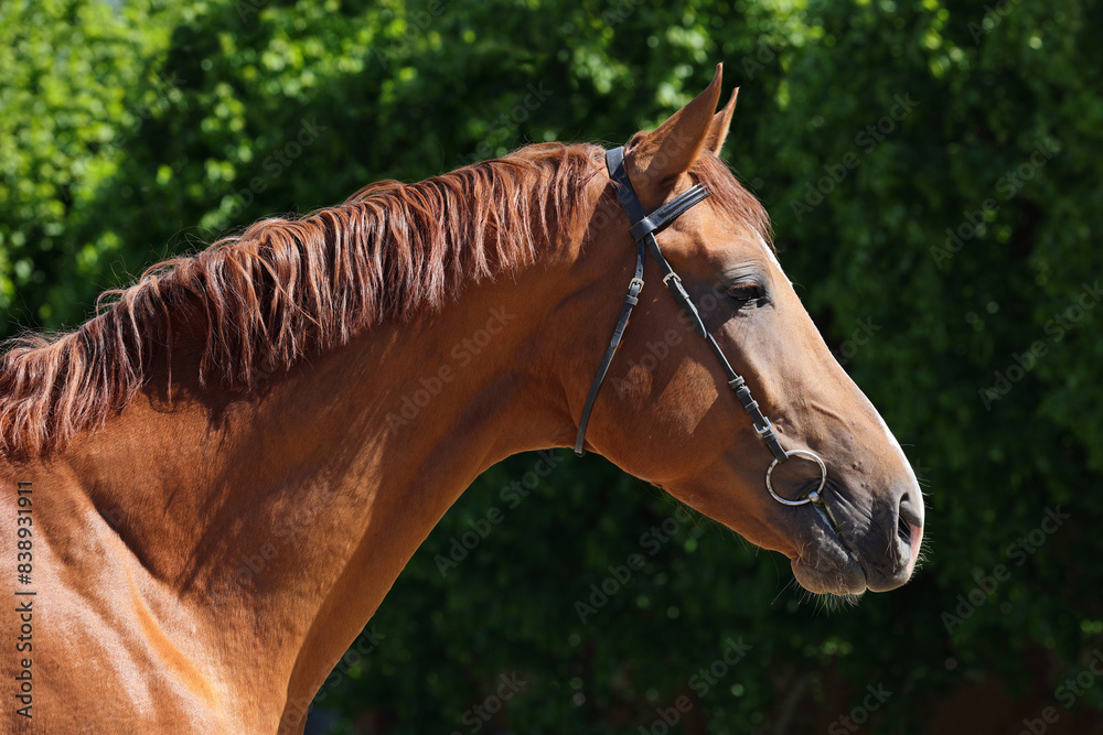 Dressage sports horse portrait in outdoor