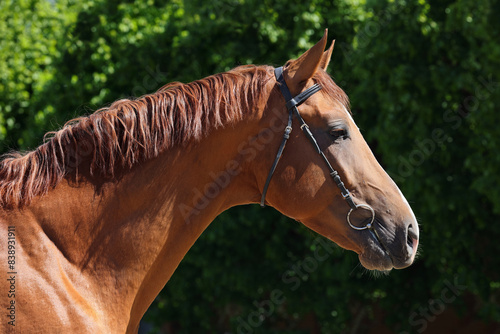 Obraz na płótnie Dressage sports horse portrait in outdoor w salonie