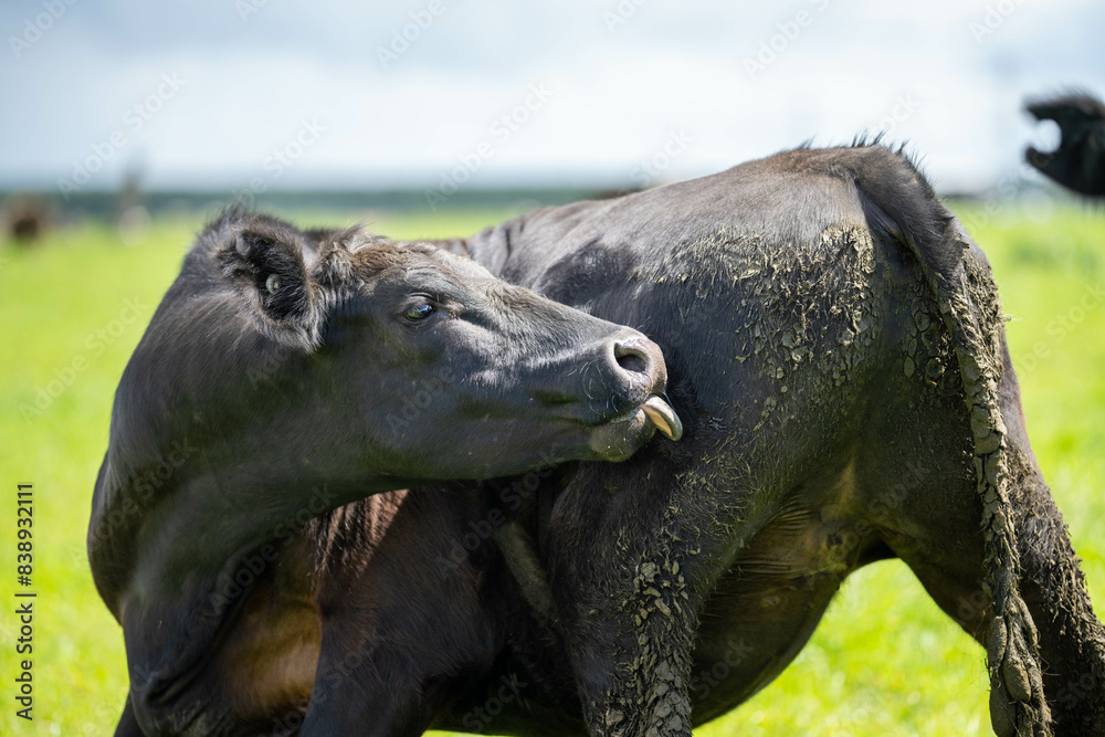 Fototapeta premium livestock restoring landscape through farming with cows