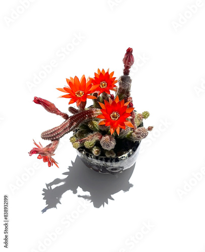 Blooming Peanut Cactus on white background.