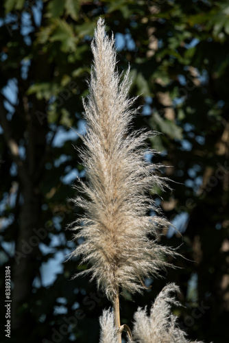 Pampas grass pampus