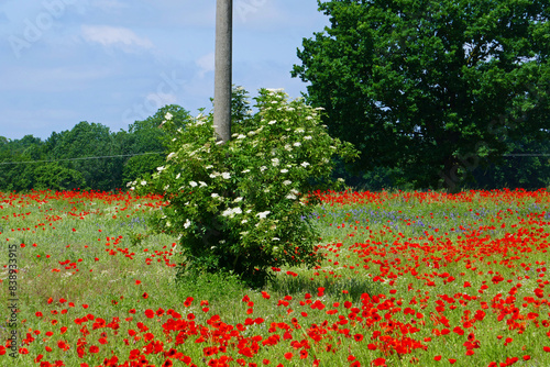 Strommast in einem Mohnfeld photo