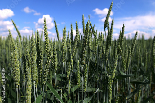Natural background close up of field of Common wheat plants, Triticum Aestivum
