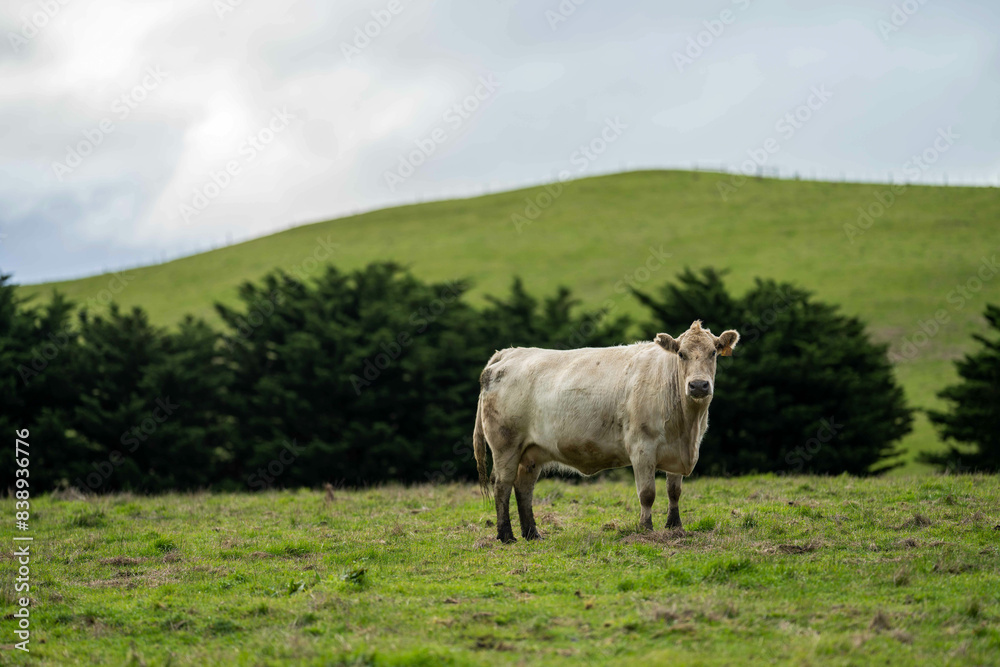 livestock restoring landscape through farming with cows livestock restoring landscape through farming with cows