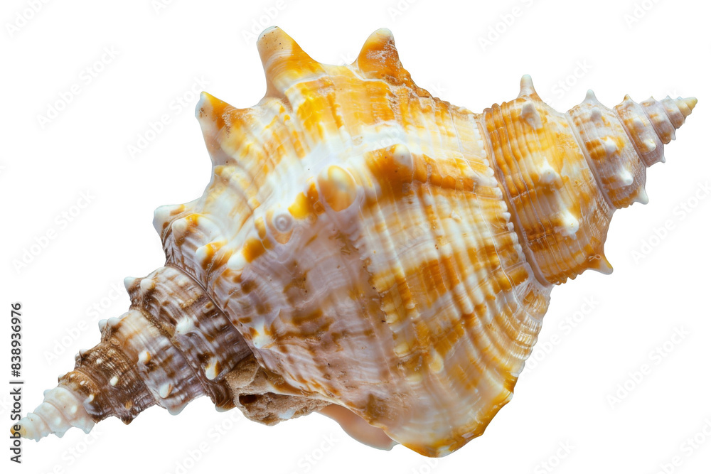 A shell with a brown and white pattern A shell with a brown and white pattern