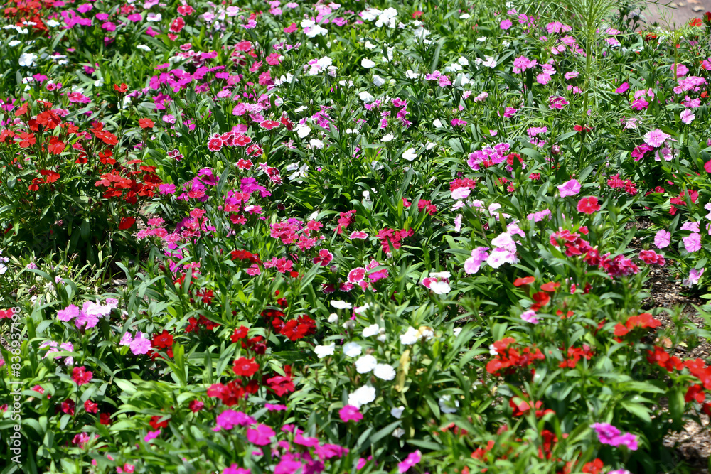 ナデシコの花畑 ナデシコの花畑