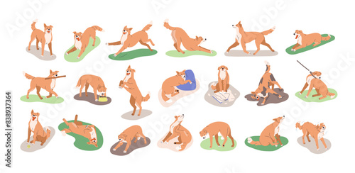 Dog behavior, canine activities set. Doggy playing, training, feeding, running, sleeping. Pet animals life, different poses, stances, actions. Flat vector illustrations isolated on white background photo