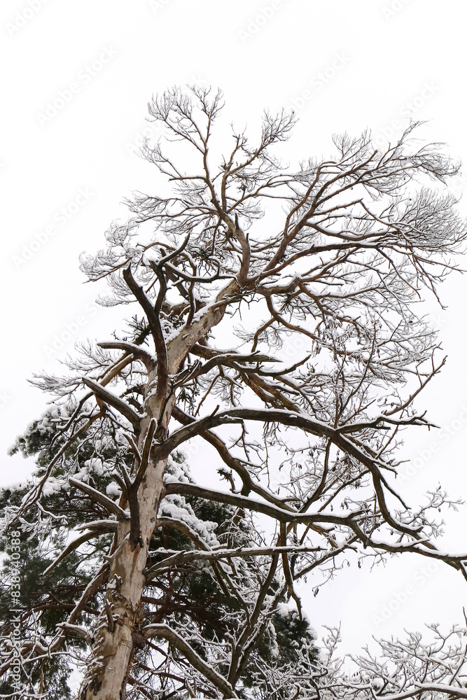 Schnee auf kahlen Ästen Schnee auf kahlen Ästen