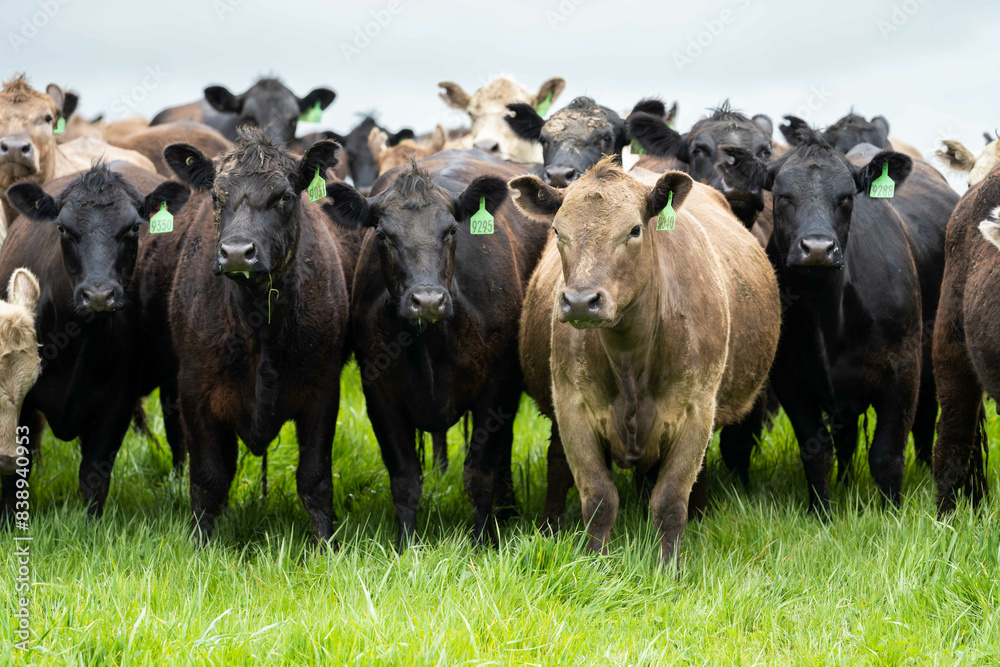 livestock restoring landscape through farming with cows livestock restoring landscape through farming with cows