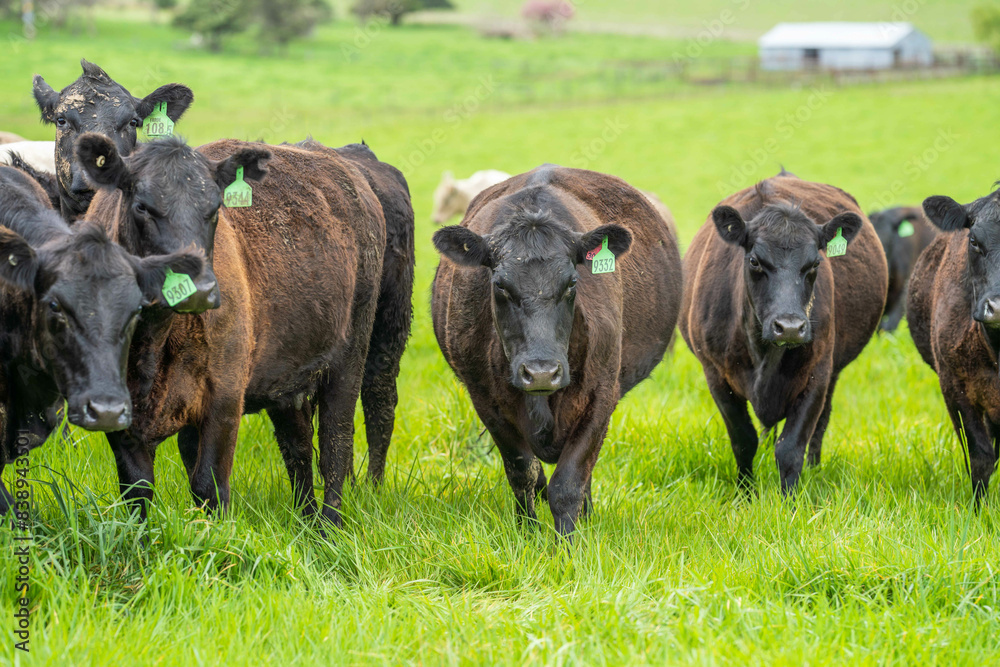 herd of cows eating grass in a field in Australia. South African holistic farm management storing carbon in soil. Growing beef and meat in spring herd of cows eating grass in a field in Australia. South African holistic farm management storing carbon in soil. Growing beef and meat in spring