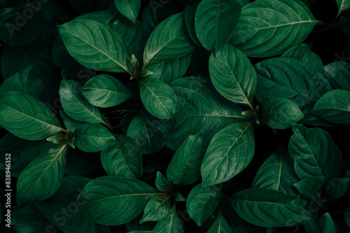 Green leaves tropical background  Natural background dark wallpaper concept