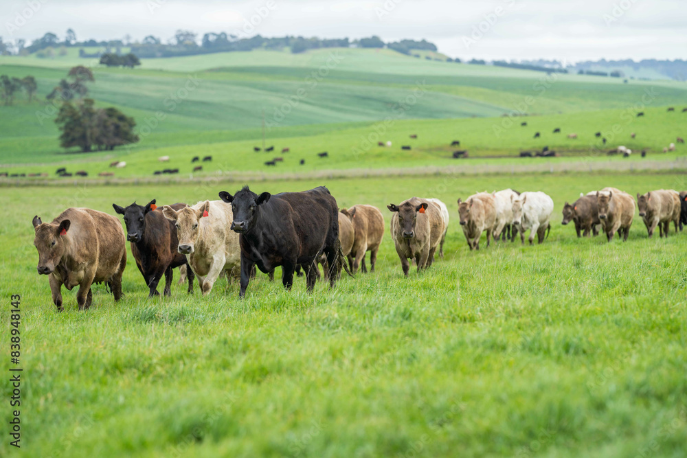 livestock restoring landscape through farming with cows livestock restoring landscape through farming with cows