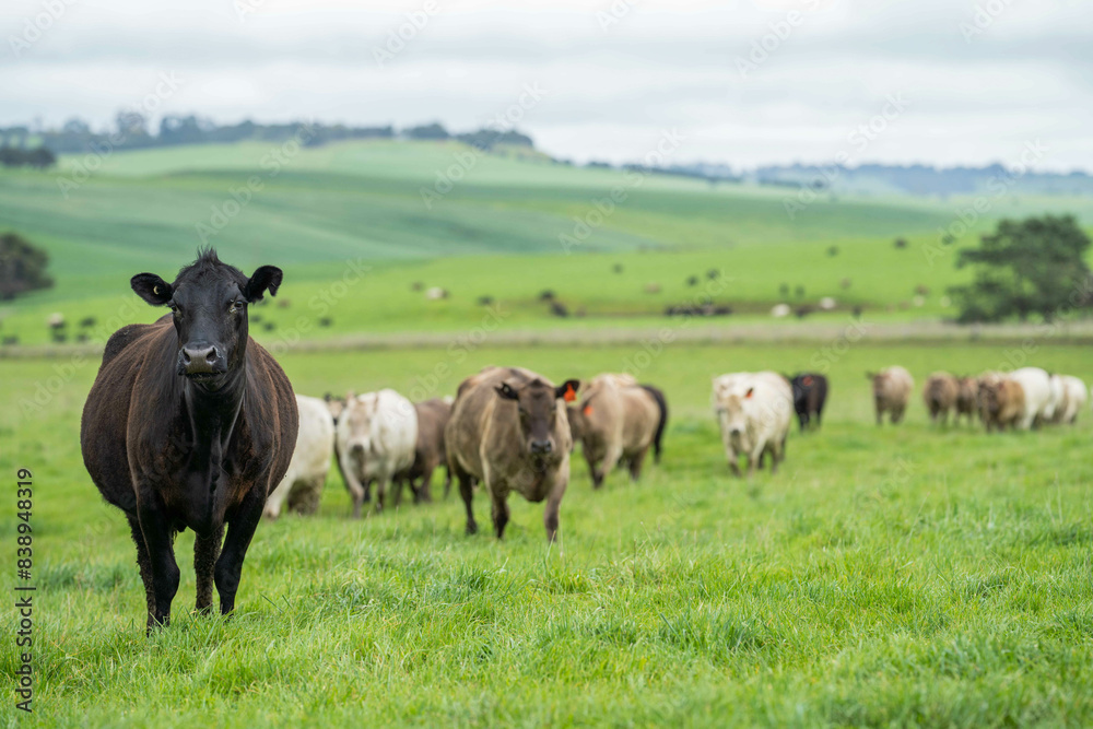 herd of big fat steers grazing on lush long green pasture in a field on a. beef cattle farm in Australia in spring, with regenerative native pasture herd of big fat steers grazing on lush long green pasture in a field on a. beef cattle farm in Australia in spring, with regenerative native pasture