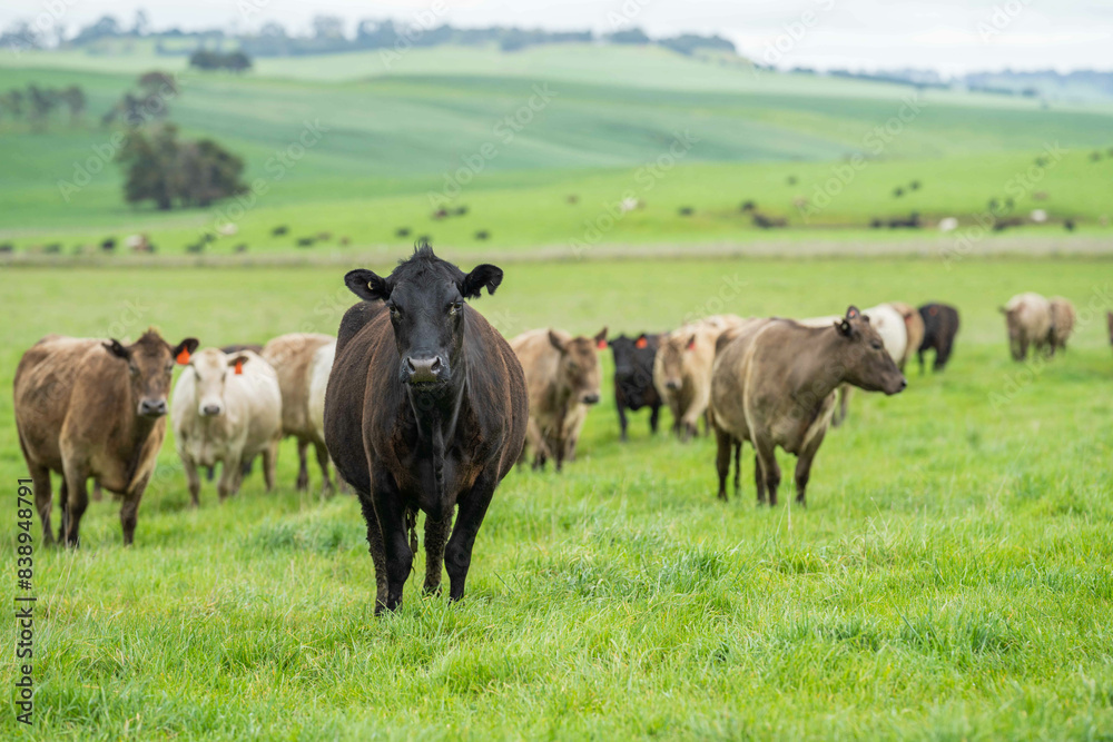 livestock restoring landscape through farming with cows livestock restoring landscape through farming with cows