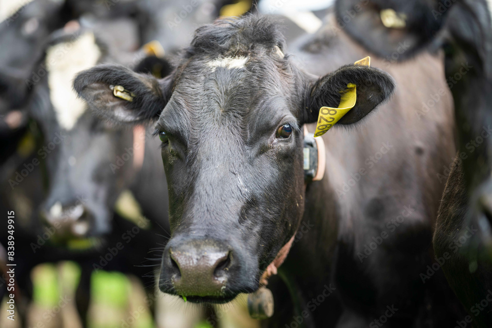 Beef cows and calves grazing on grass on a beef cattle farm in  Australia. breeds include murray grey, angus and wagyu