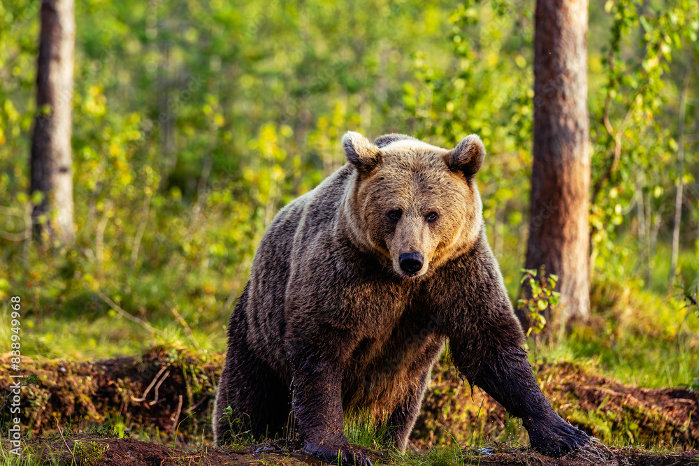 Fototapeta premium brown bear in the forest