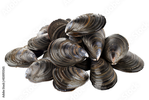A pile of black clams with their shells still on photo