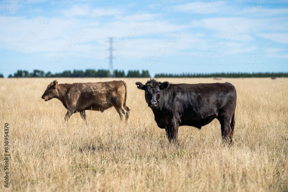 Beef cows and calves grazing on grass on a beef cattle farm in Australia. breeds include murray grey, angus and wagyu Beef cows and calves grazing on grass on a beef cattle farm in Australia. breeds include murray grey, angus and wagyu