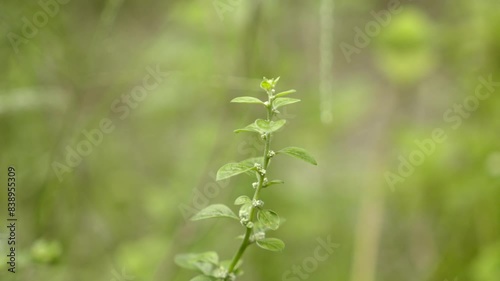 close up view of Aerva lanata or mountain knot grass photo