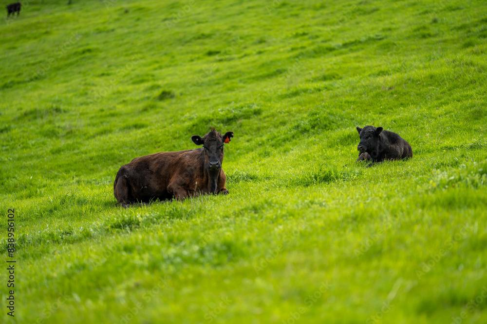 Fototapeta premium herd of cows eating grass in a field in Australia. South African holistic farm management storing carbon in soil. Growing beef and meat in spring
