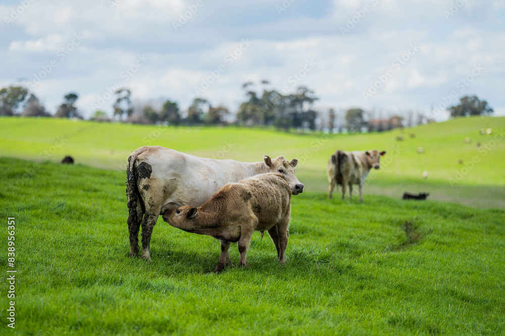 Stud Beef bulls, cows and calves grazing on grass in a field, in Australia. breeds of cattle include speckled park, murray grey, angus, brangus and wagyu on long pasture in spring and summer Stud Beef bulls, cows and calves grazing on grass in a field, in Australia. breeds of cattle include speckled park, murray grey, angus, brangus and wagyu on long pasture in spring and summer