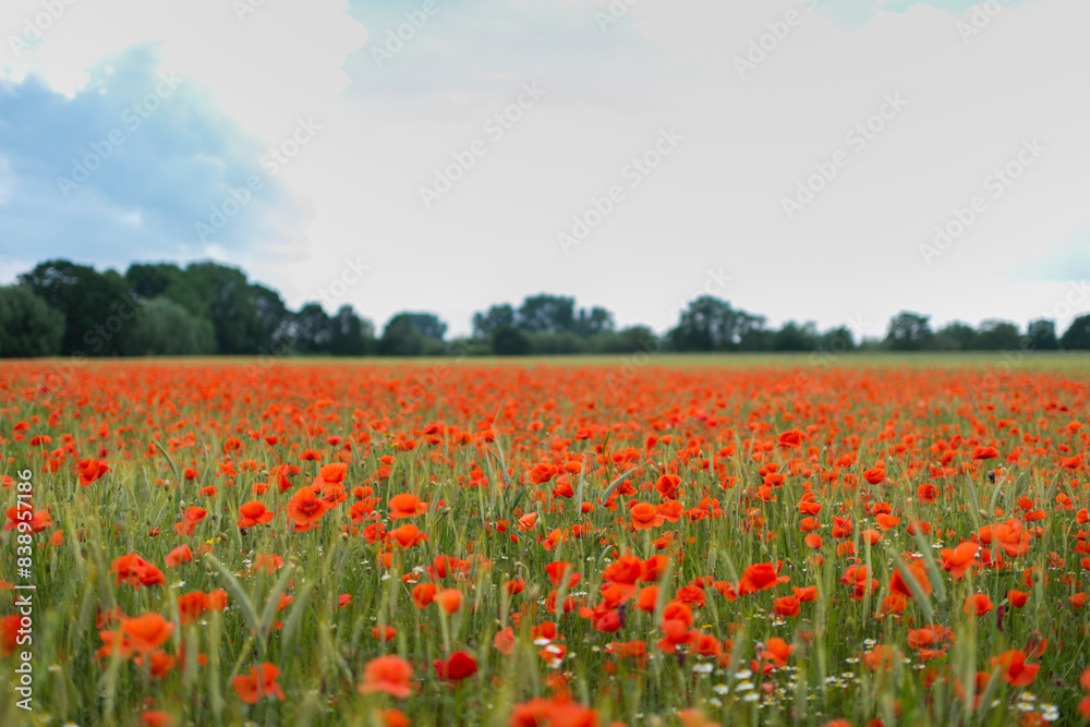 Expansive field with vibrant red flowers and a distant forest. Expansive field with vibrant red flowers and a distant forest.