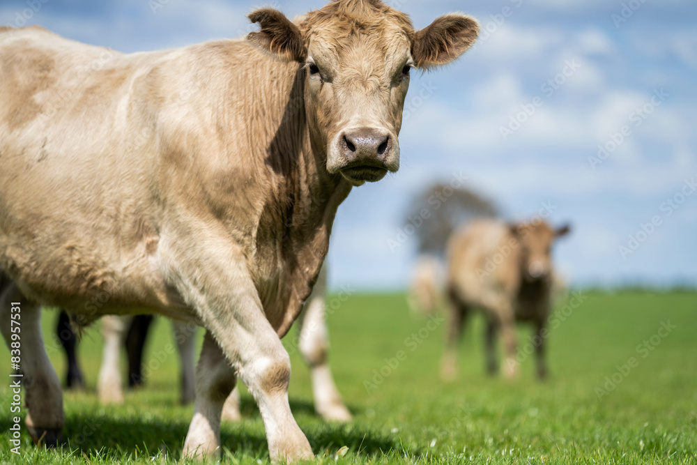 Beef cows and calves grazing on grass on a beef cattle farm in Australia. breeds include murray grey, angus and wagyu Beef cows and calves grazing on grass on a beef cattle farm in Australia. breeds include murray grey, angus and wagyu