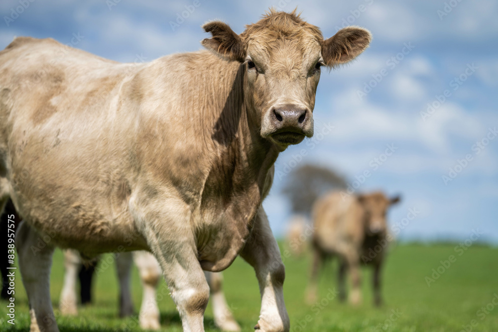 Stud Beef bulls, cows and calves grazing on grass in a field, in Australia. breeds of cattle include speckled park, murray grey, angus, brangus and wagyu on long pasture in spring and summer Stud Beef bulls, cows and calves grazing on grass in a field, in Australia. breeds of cattle include speckled park, murray grey, angus, brangus and wagyu on long pasture in spring and summer