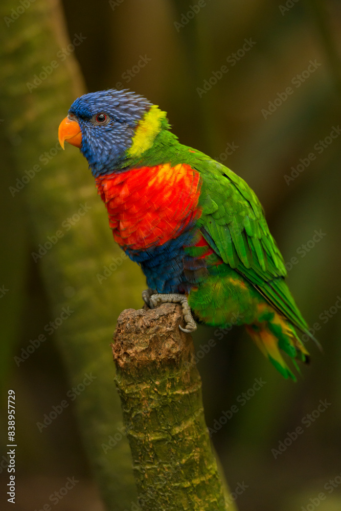 Naklejka premium Rainbow lorikeet perched on a twig in the forest.