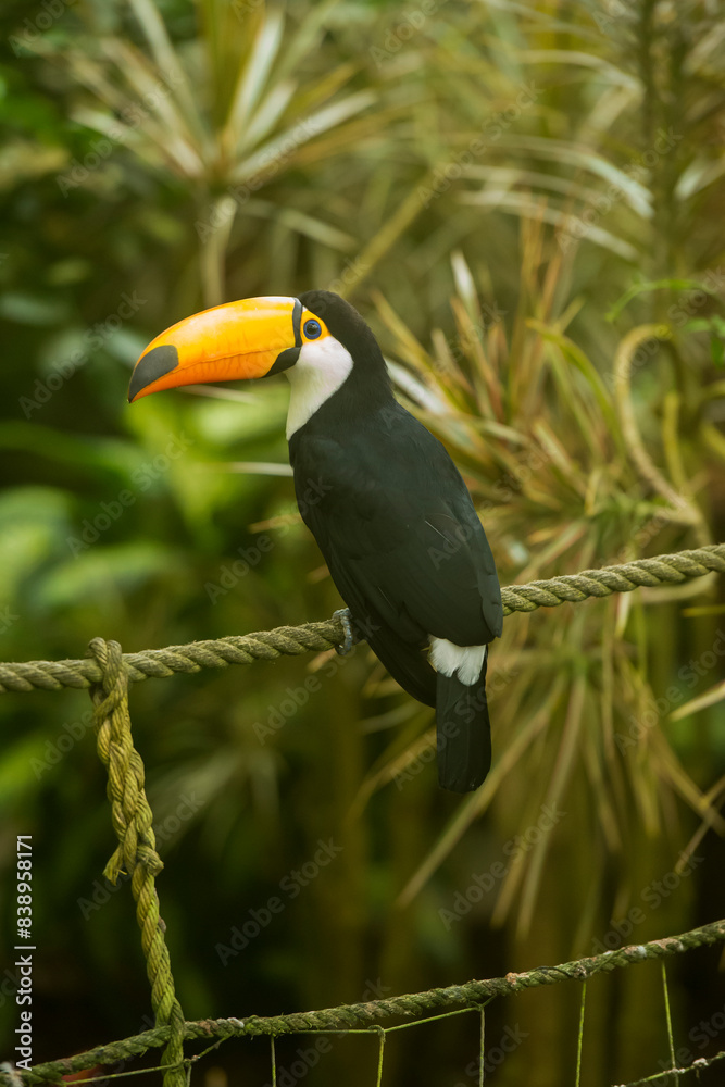 Obraz premium Toco toucan perched on an outdoor rope.
