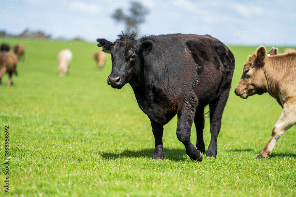 Stud beef wagyu cows in a field on a farm in England. English cattle in a meadow grazing on pasture in springtime. Green grass growing in a paddock on a sustainable agricultural ranch. Stud beef wagyu cows in a field on a farm in England. English cattle in a meadow grazing on pasture in springtime. Green grass growing in a paddock on a sustainable agricultural ranch.