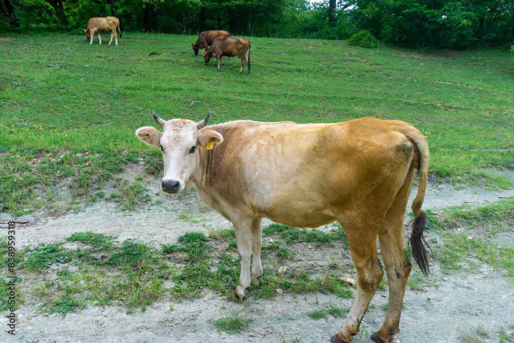A red cow with a white head walks onto the grass. Several cows in a meadow in the background A red cow with a white head walks onto the grass. Several cows in a meadow in the background