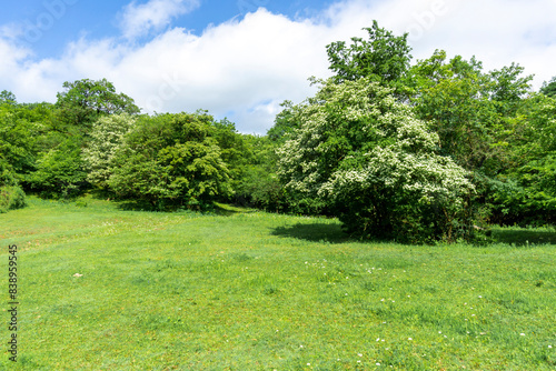 Bushes blooming with white flowers on a green field. Bright blue sky with clouds