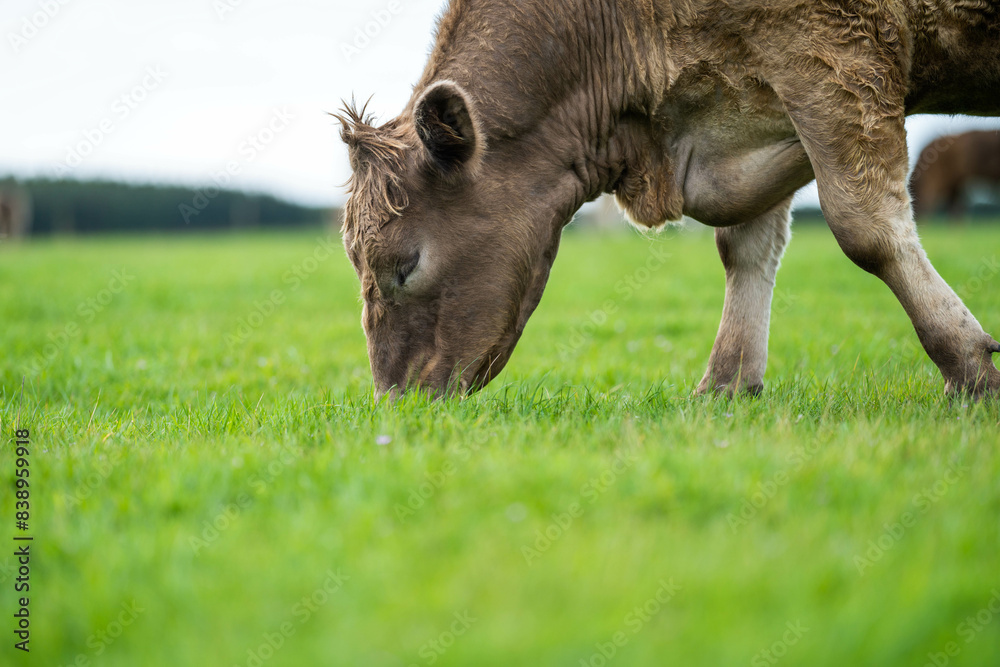 beautiful cattle in Australia eating grass, grazing on pasture. Herd of cows free range beef being regenerative raised on an agricultural farm. Sustainable farming beautiful cattle in Australia eating grass, grazing on pasture. Herd of cows free range beef being regenerative raised on an agricultural farm. Sustainable farming
