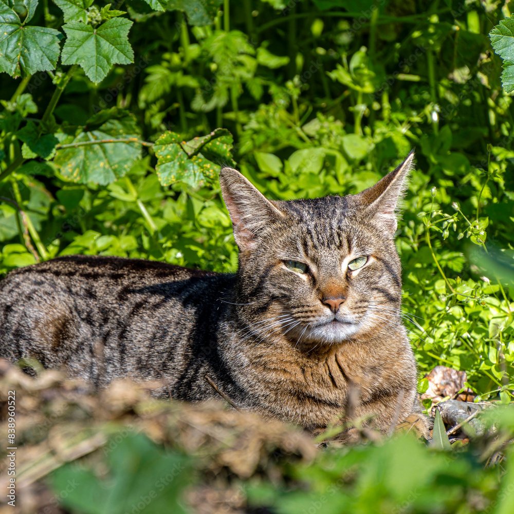 A grey striped cat looking with a green meadow background.
