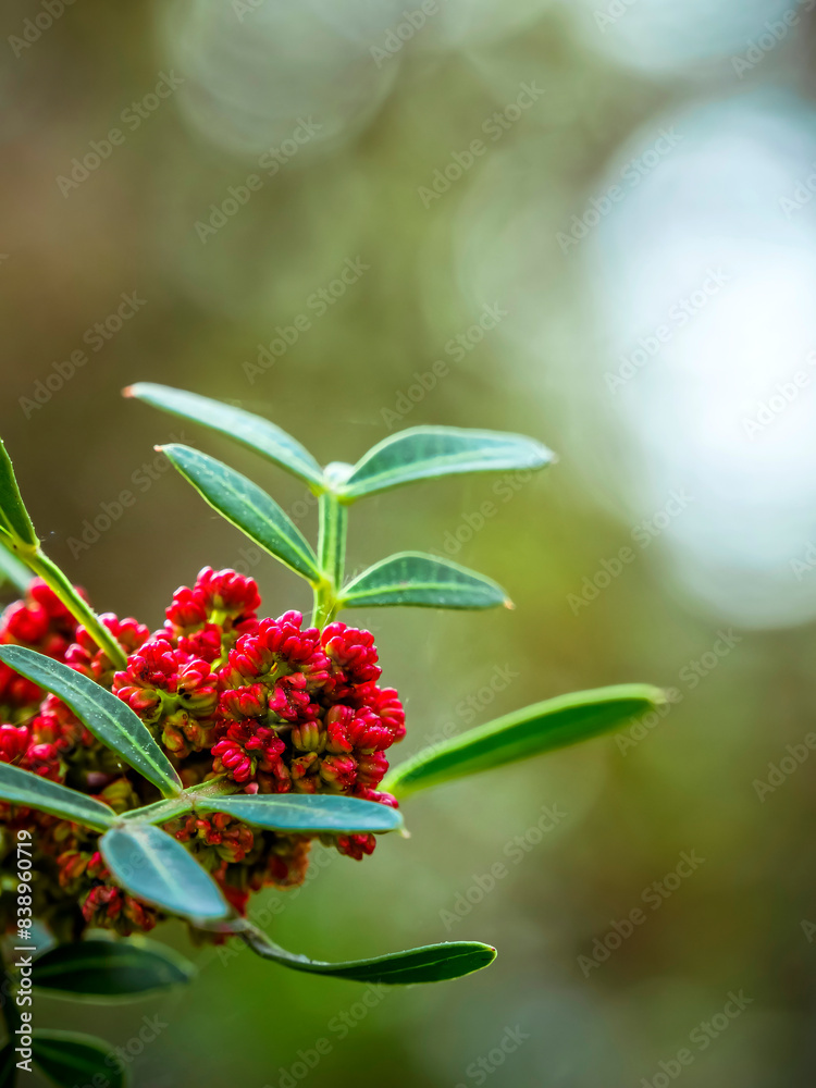Brght red mastic tree flowers closeup in green natural background. Brght red mastic tree flowers closeup in green natural background.